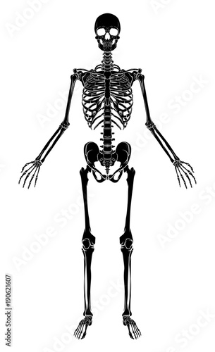 Human Anatomy Skeleton