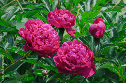 red peony flowers, against the background of green shoots © Artem