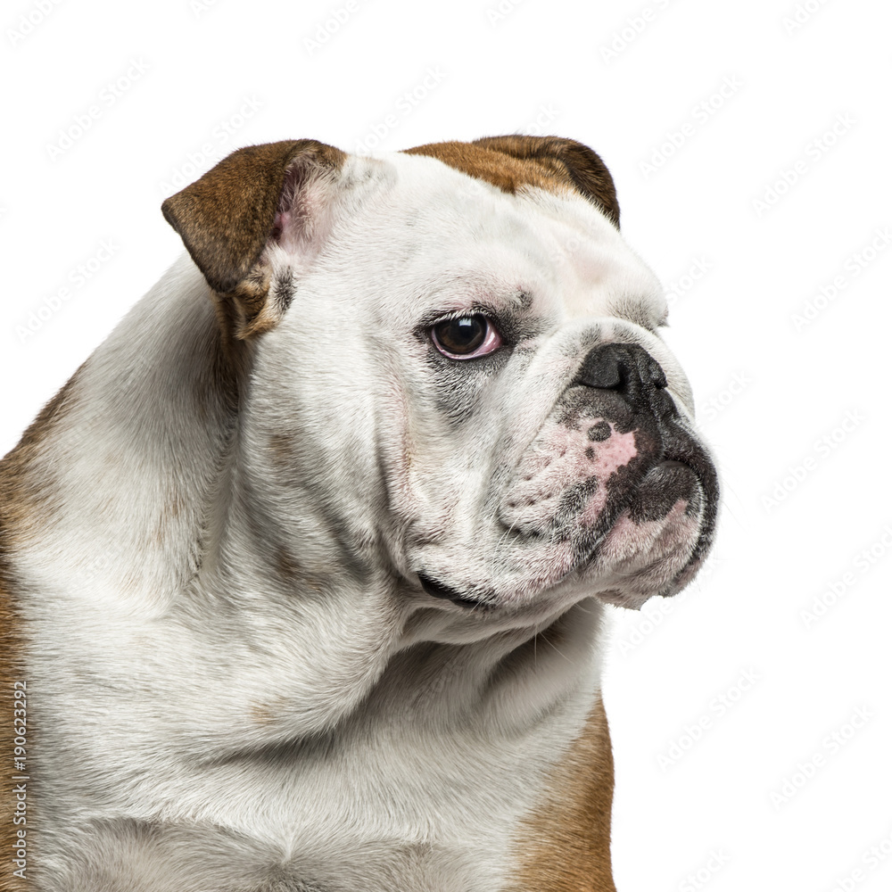 English Bulldog portrait against white background
