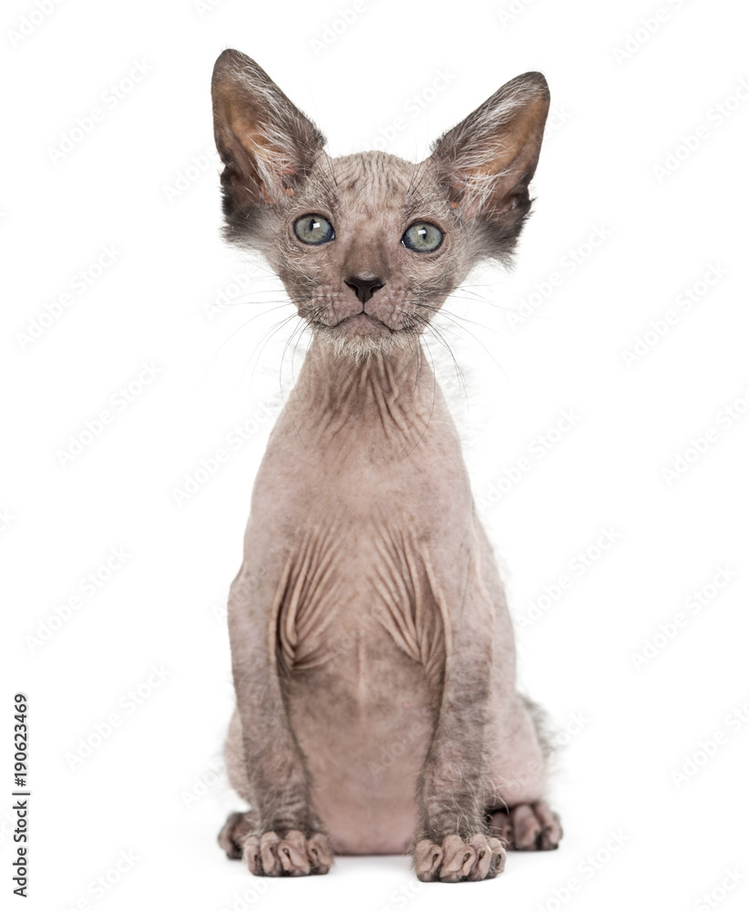 Kitten Lykoi cat, 7 weeks old, also called the Werewolf cat sitt Kitten Lykoi cat, 7 weeks old, also called the Werewolf cat sitt