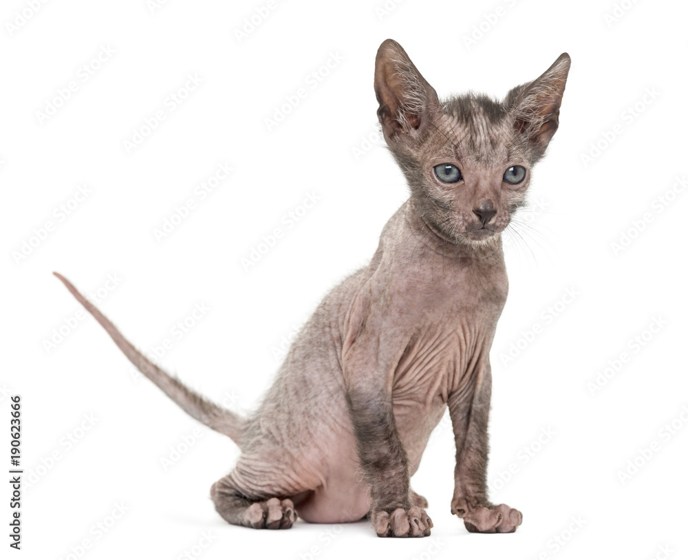 Kitten Lykoi cat, 7 weeks old, also called the Werewolf cat agai