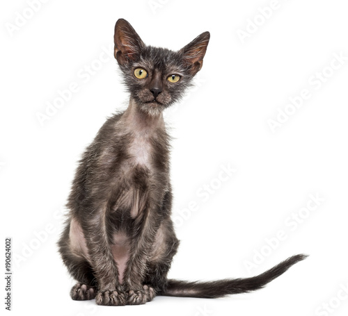 Kitten Lykoi cat, 3 months old, also called the Werewolf cat against white  background Stock-Foto | Adobe Stock