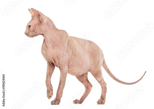 Sphynx Hairless cat standing against white background