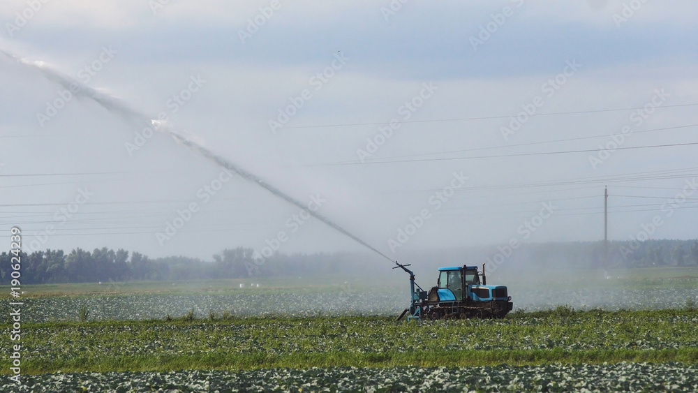 Fototapeta premium Aerial view: Irrigation equipment watering cabbage field. Irrigation system watering farm field.