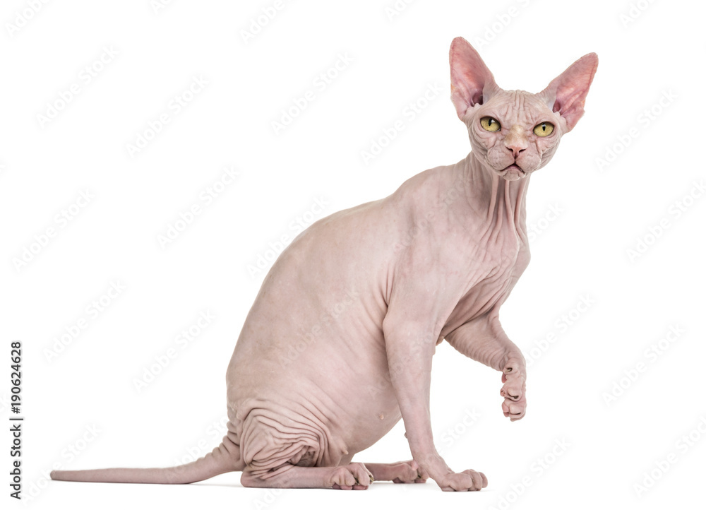 Sphynx, 4 years old, against white background