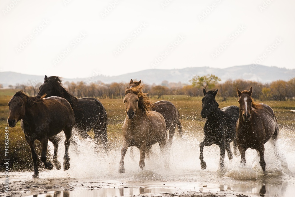 Fototapeta premium Elephant group in african savannah.