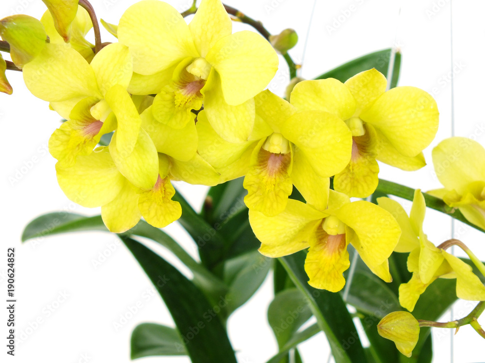 Obraz premium striking green orchid flowers with branch isolated on white background