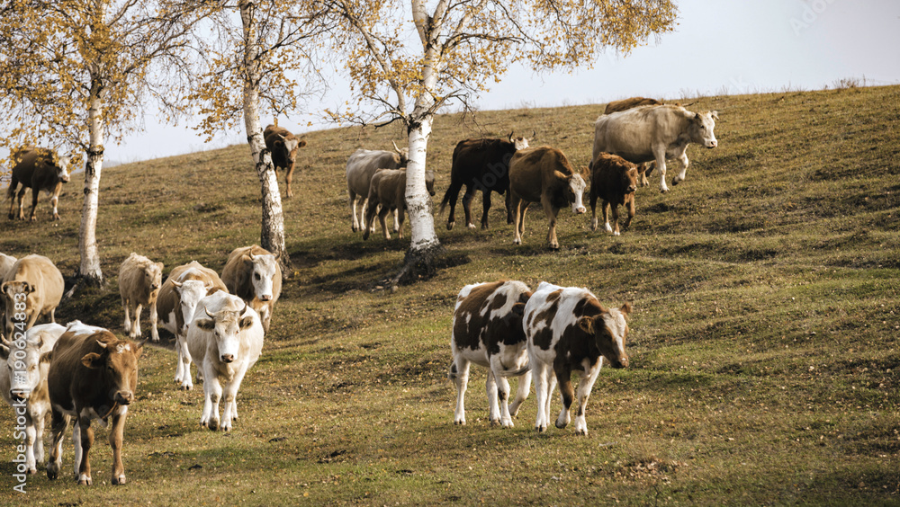 Grazing sheep herd in the sky.