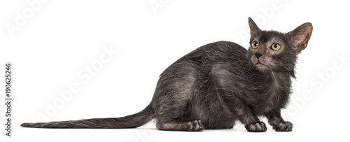 Lykoi cat, also called the Werewolf cat against white background photo