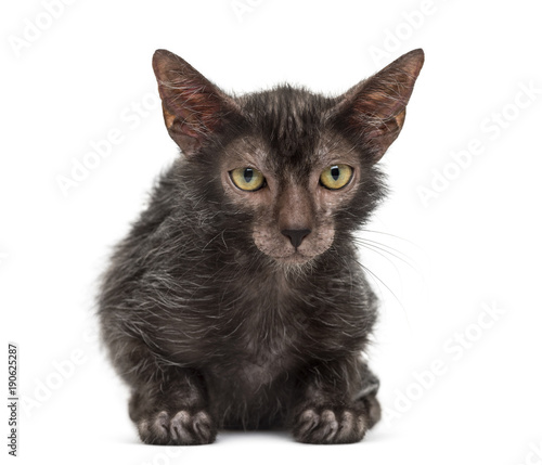 James Dyson forbrydelse træ Lykoi cat, also called the Werewolf cat against white background Stock-foto  | Adobe Stock
