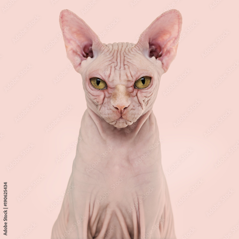 Sphynx Hairless Cat, 4 years old, against pink background