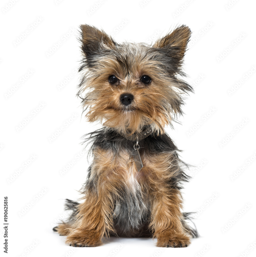 Yorkshire terrier puppy sitting against white background Yorkshire terrier puppy sitting against white background