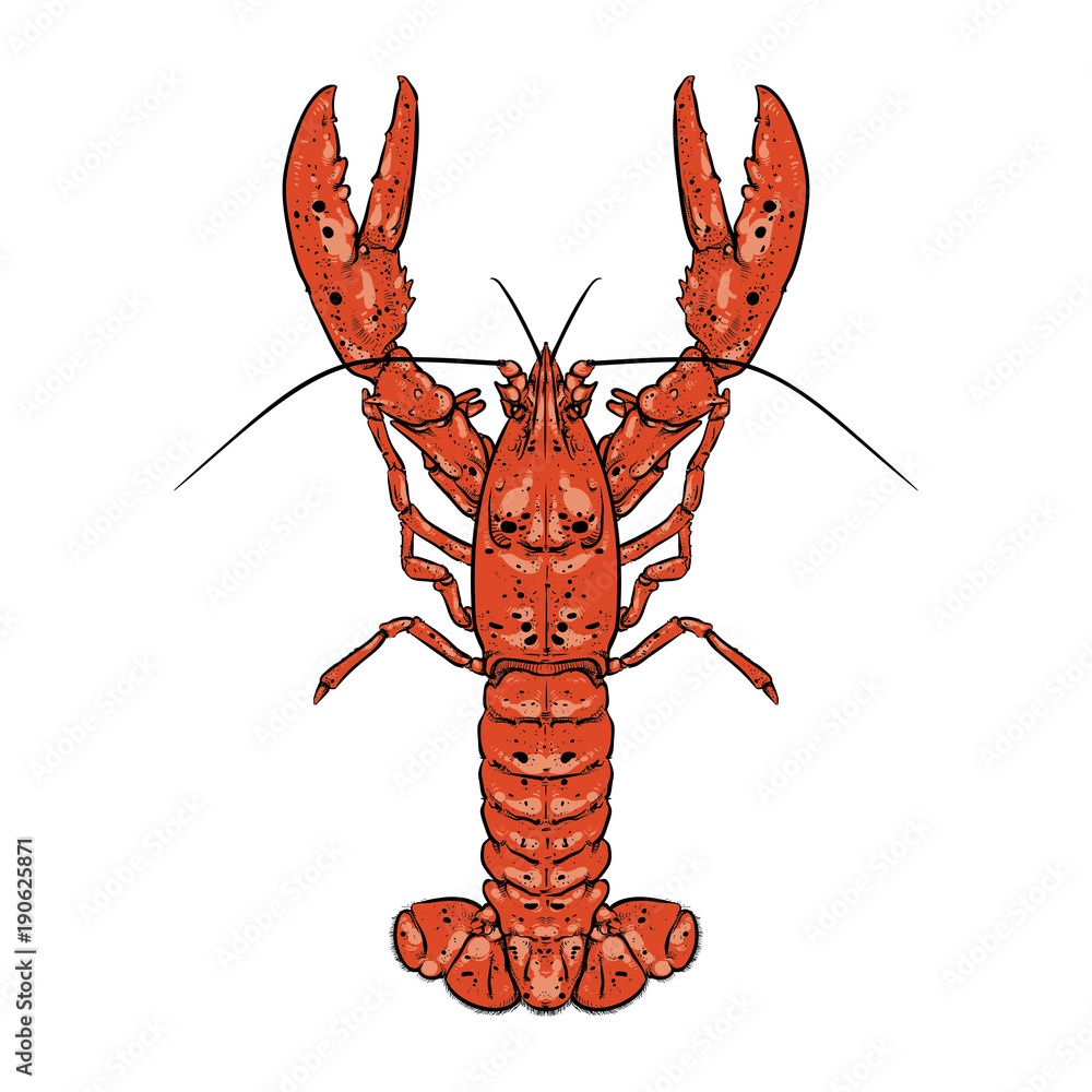 Lobster with claws, Seafood, Drawing, Doodle, Hand Draw lobster tail