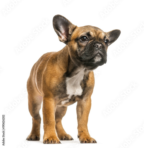 French Bulldog standing against white background © Eric Isselée