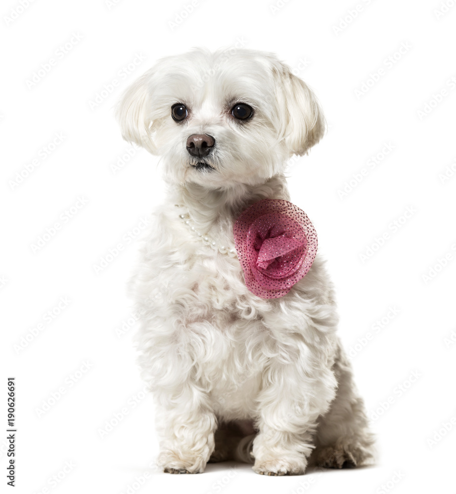 Maltese dog in pink fashion sitting against white background Maltese dog in pink fashion sitting against white background