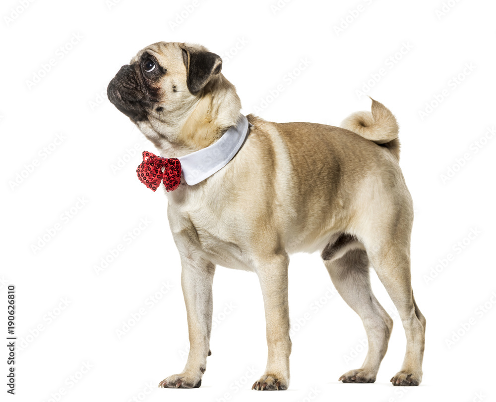 Pug in red bow tie looking up against white background