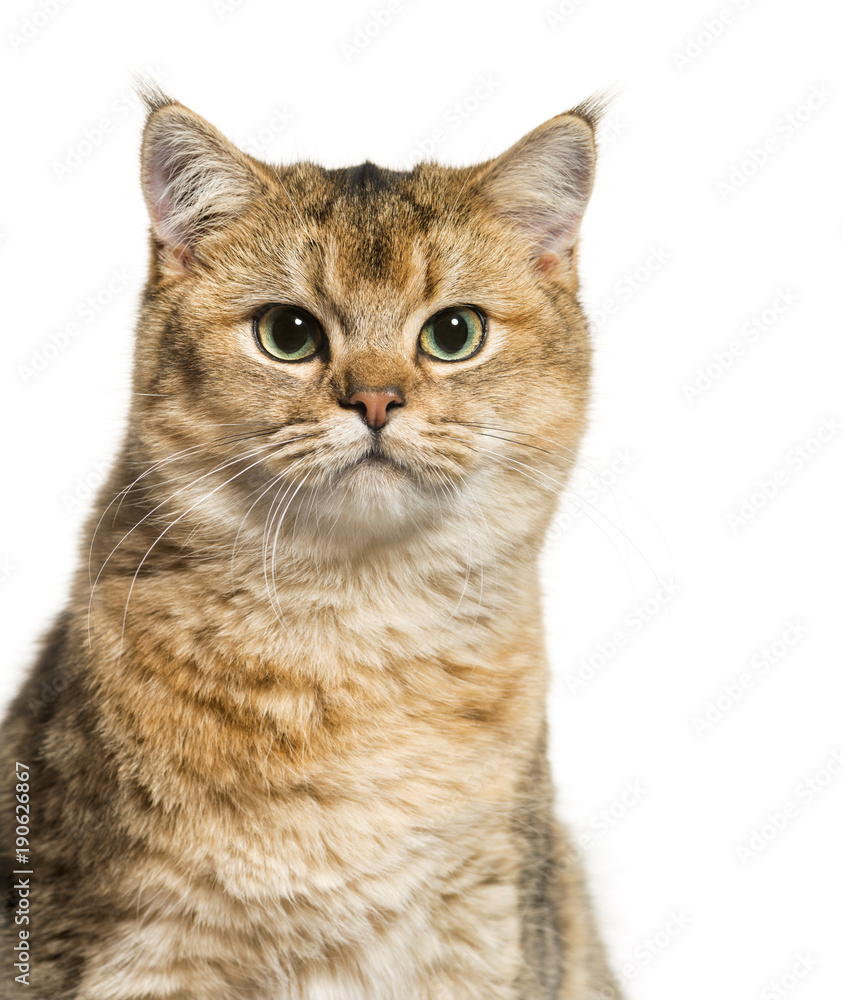 British Shorthair cat against white background