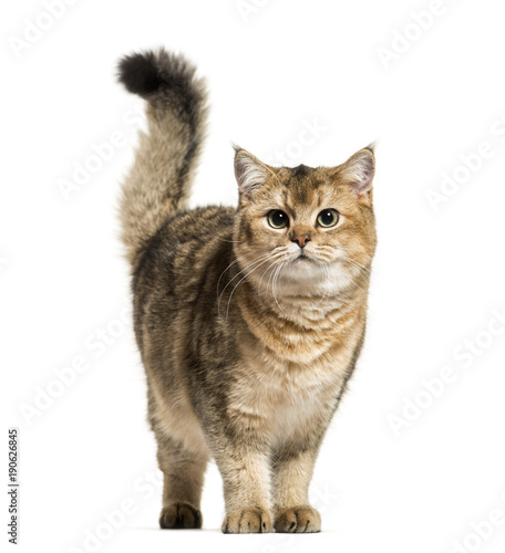 British Shorthair cat against white background