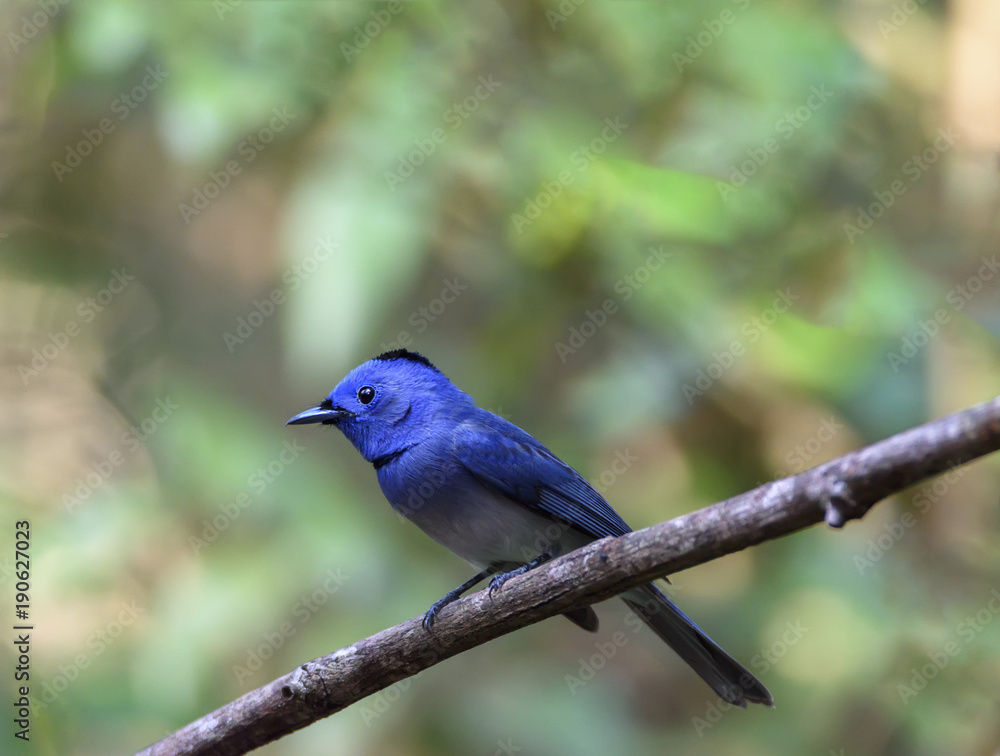 Beautiful male Black-naped monarch or black-naped blue flycatcher perching on tree branch , Thailand Beautiful male Black-naped monarch or black-naped blue flycatcher perching on tree branch , Thailand