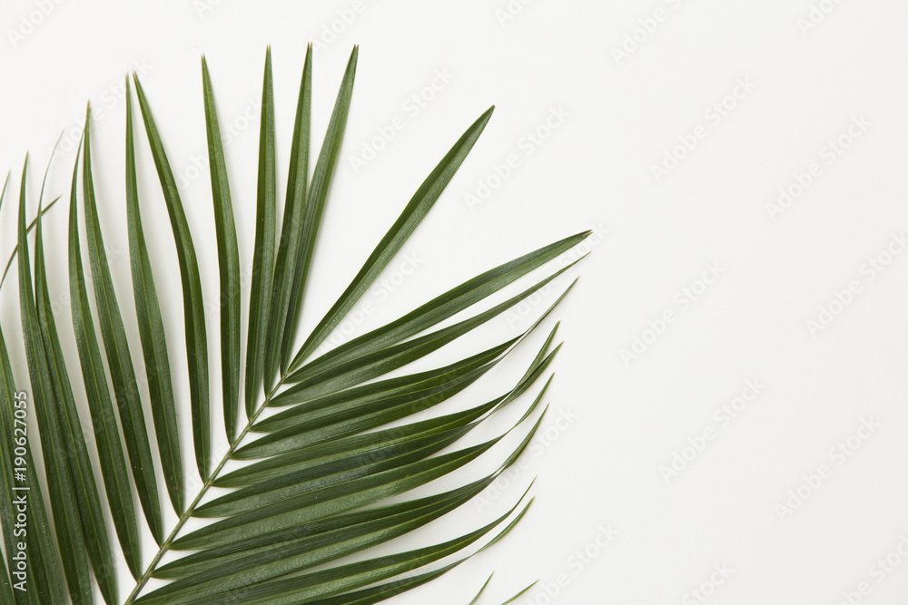 Tropical palm tree leaf on a plain white background