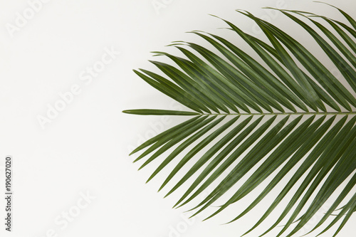 Tropical palm tree leaf on a plain white background