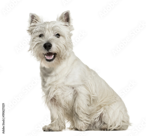 West Highland White Terrier sitting against white background photo