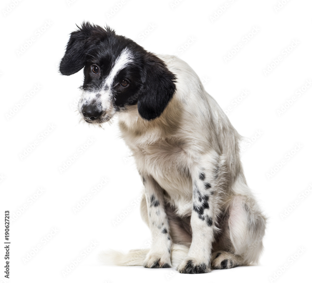 Mixed-breed dog sitting against white background Mixed-breed dog sitting against white background
