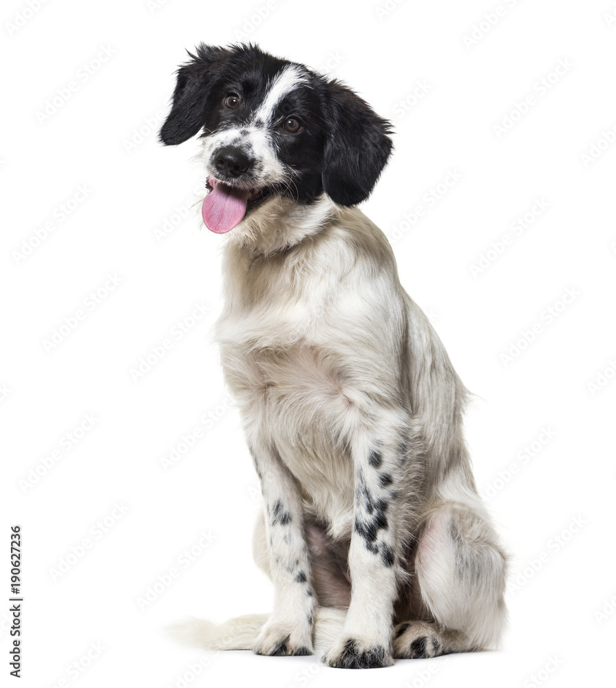 Mixed-breed dog sitting against white background