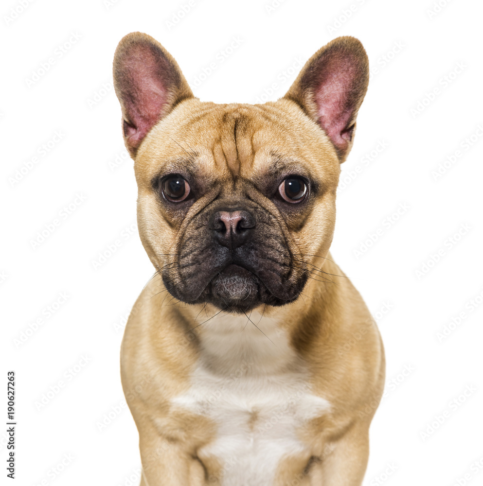 Fototapeta premium French bulldog against white background