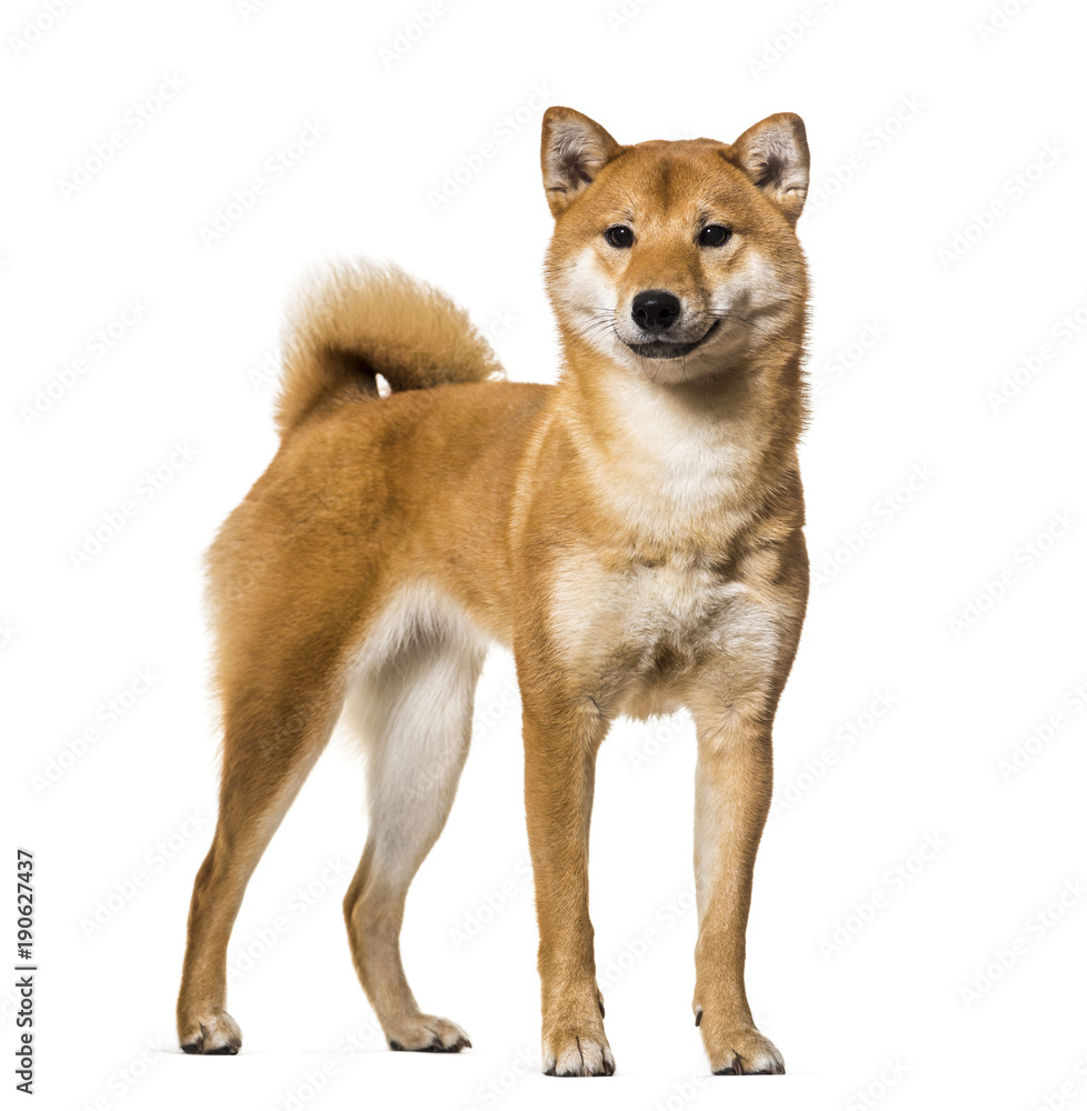 Shiba Inu standing against white background