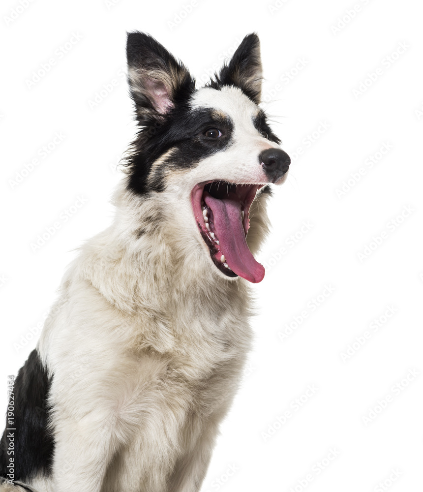 Border Collie yawing against white background Border Collie yawing against white background