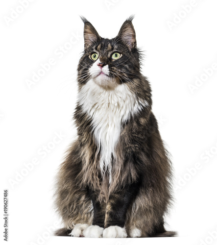 Maine Coon cat sitting and looking up against white background