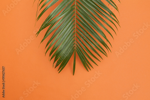 Tropical palm tree leaf on a summer orange background