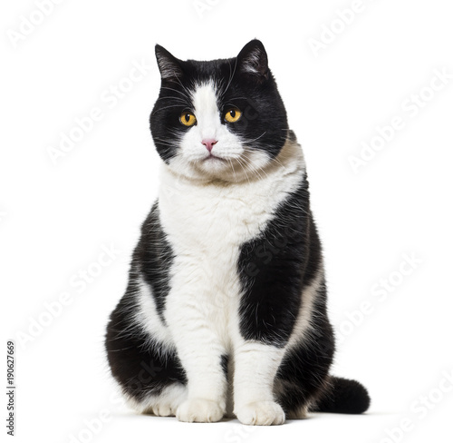 Fototapeta Naklejka Na Ścianę i Meble -  Mixed breed cat sitting against white background