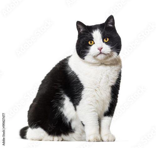Mixed breed cat portrait against white background