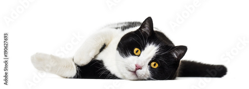 Mixed breed cat lying on side against white background