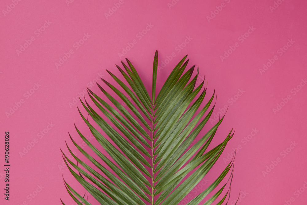 Fototapeta premium Tropical palm tree leaf on a trendy pastel pink background