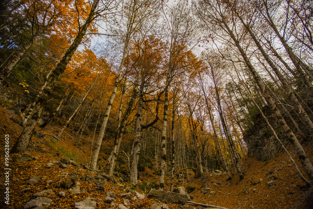 Obraz premium Otoño en los Pirineos