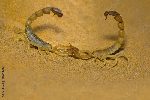 Androctonus sp. mating dance, Desert National Park, Rajasthan © RealityImages