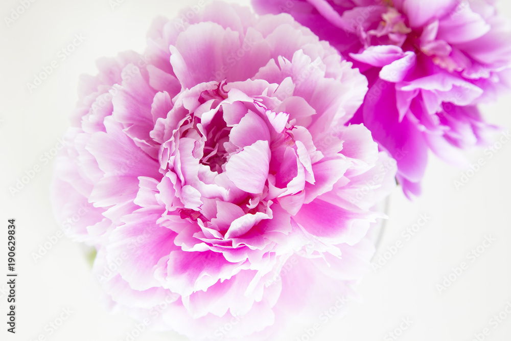 Chinese peony flower Chinese peony flower