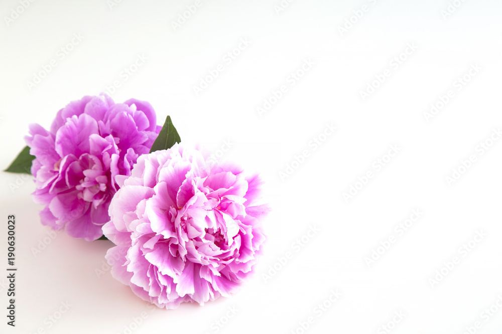 Chinese peony flower