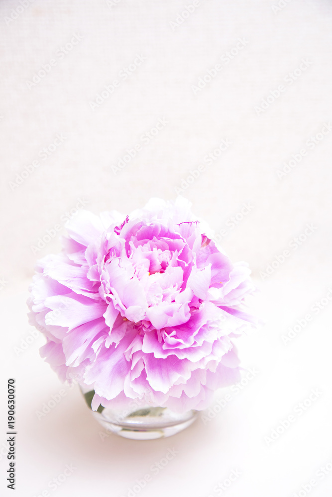Chinese peony flower Chinese peony flower