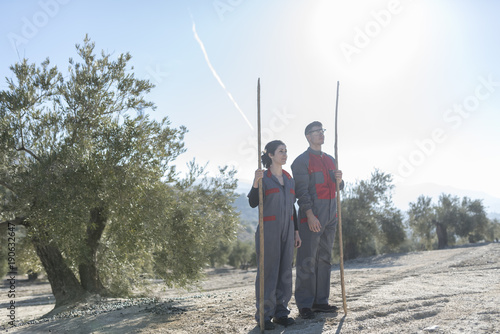  Workers collecting olive oil in jaen, Spain. Black olives harvest.