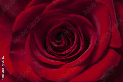 Close up of a red rose flower