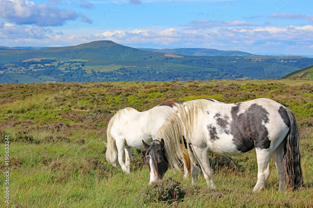 Wild ponies in the Brecon Beacons Wild ponies in the Brecon Beacons