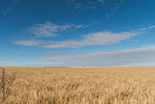 Fresh crop of wheat in wheat field