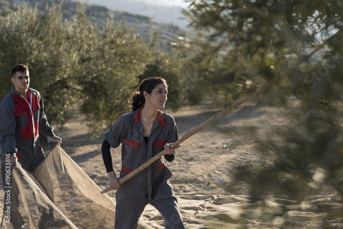  workers collecting olive oil in jaen, Spain. Black olives harve