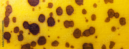 Textura de casca de banana. photo