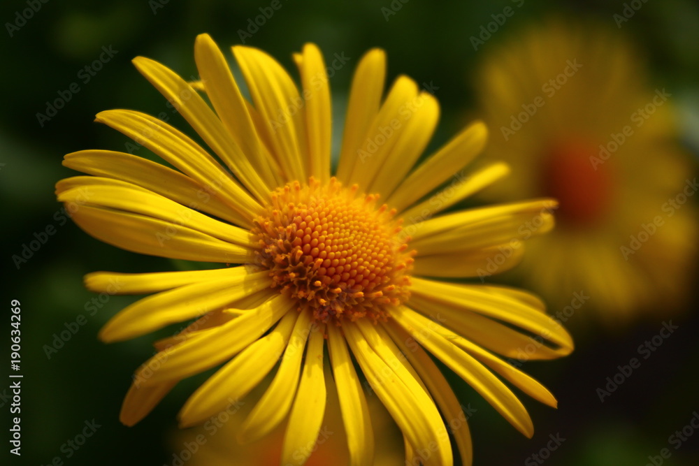Gelbe Blume Gelbe Blume