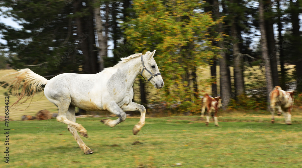 horses on the mountain pasture, autumn landscapes
horses on the mountain pasture, autumn landscapes